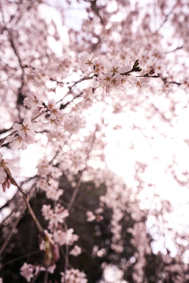雨粒が付着した赤い曼珠沙華の花が複数群生している